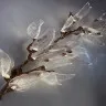 Бра Burdock Big