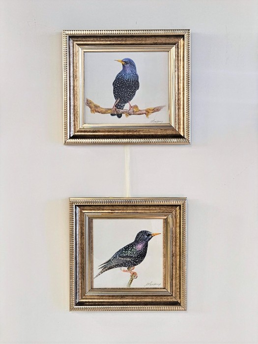 Картина авторская акварель "Скворец"